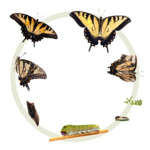 Life cycle of the Tiger Swallowtail butterfly